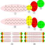 Archaea Membrane